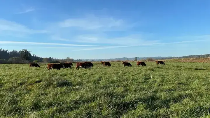 Are Cheap Cattle Mineral Tubs Robbing Your Ranch’s Profits?