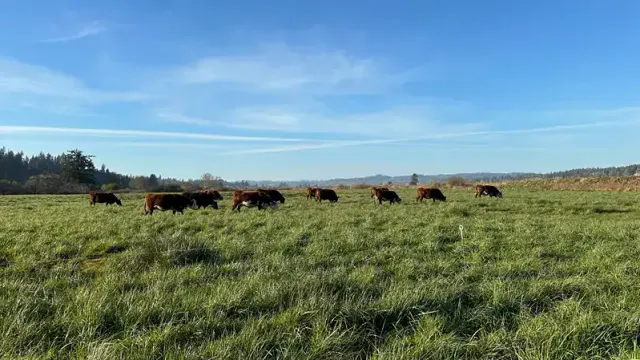 Are Cheap Cattle Mineral Tubs Robbing Your Ranch’s Profits?
