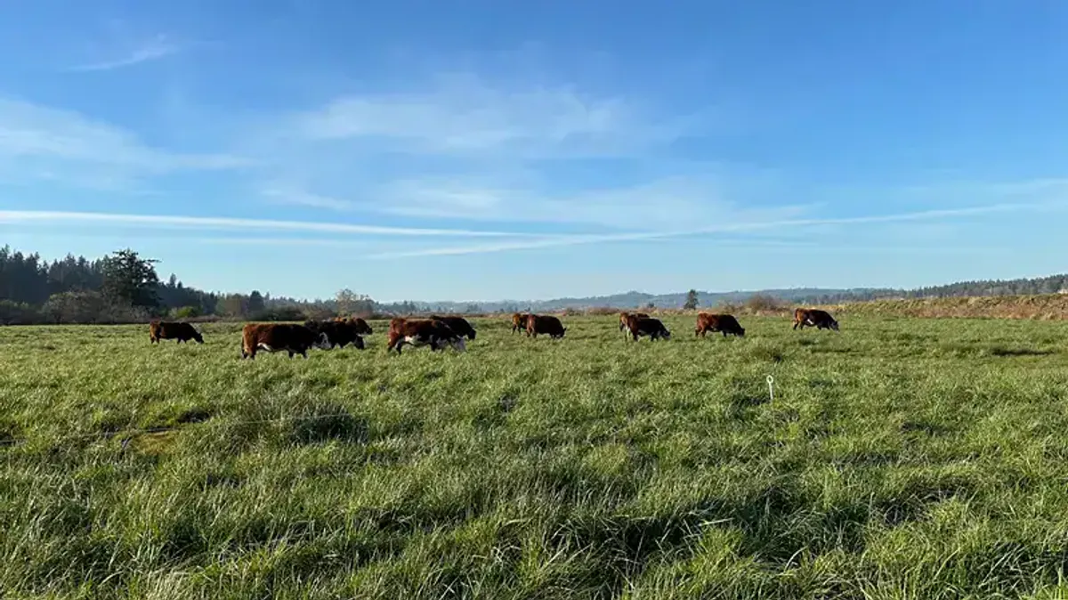 Are Cheap Cattle Mineral Tubs Robbing Your Ranch’s Profits?
