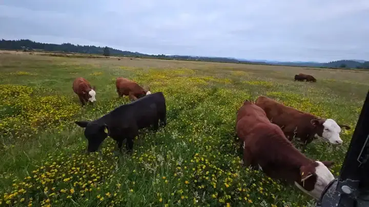 Why Rotational Grazing Cuts Hay Costs Better Than Making Your Own